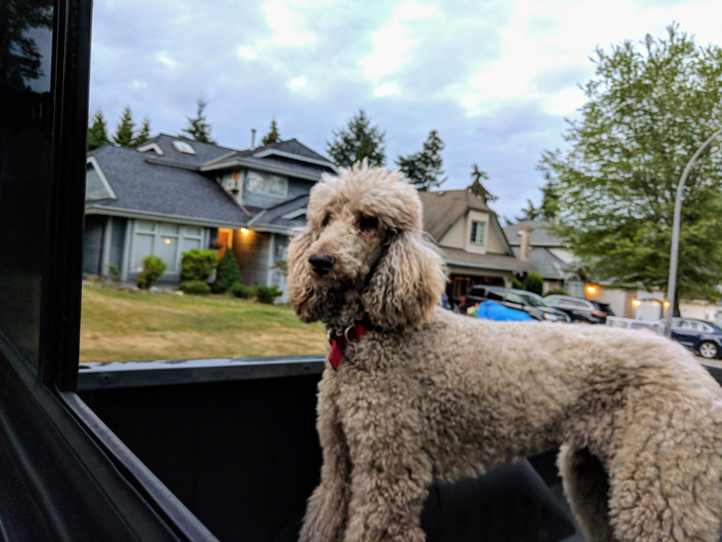 Illustration for article titled Fur Face Friday - Truck Poodle